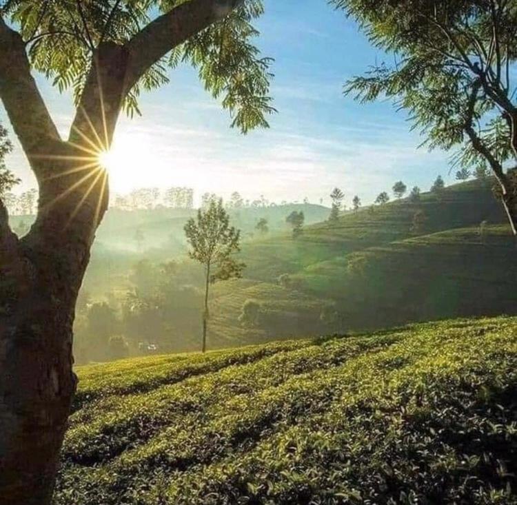 نوفارا إيلِيا The Paulwood Home Cabin المظهر الخارجي الصورة